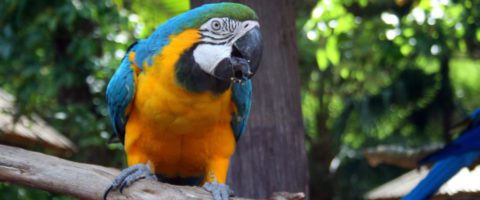 yellow-and-blue-macaw-parrot-4