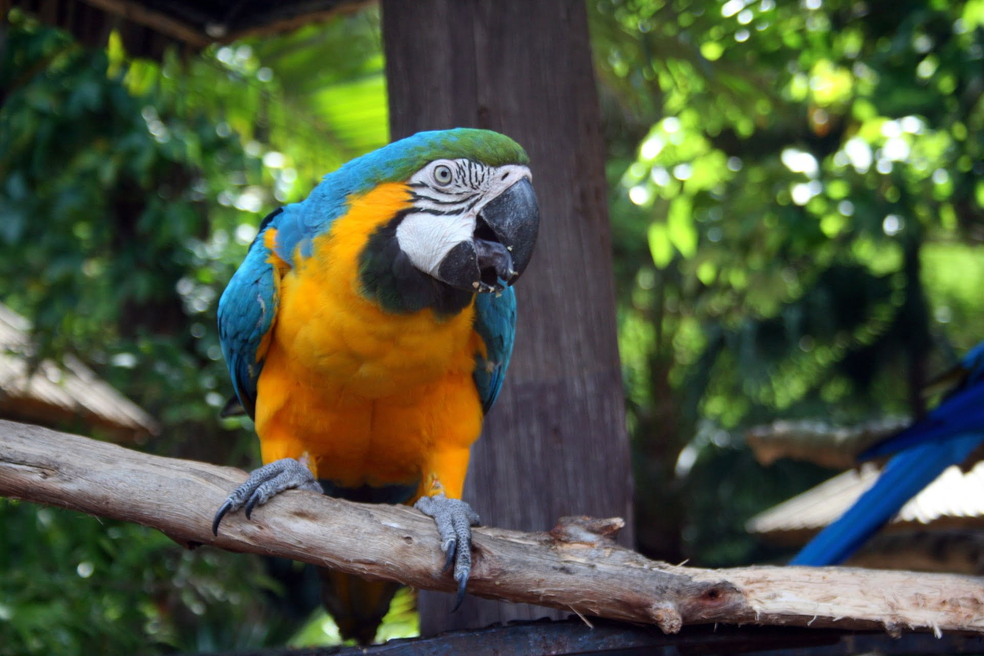 yellow-and-blue-macaw-parrot-4